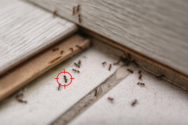 Best Commercial Pest Control Services  in Weyauwega, WI