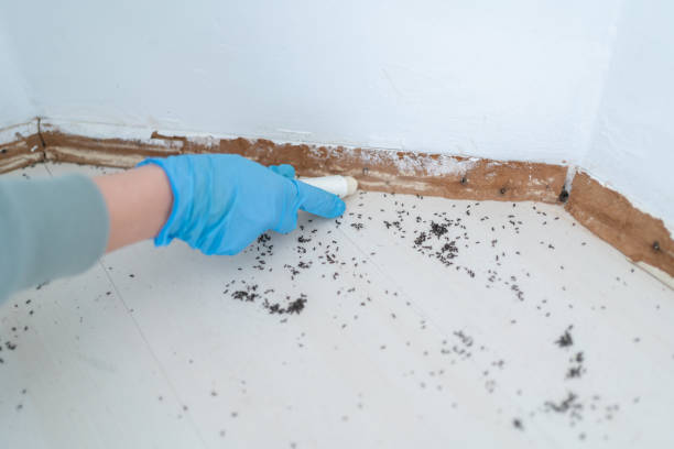 Best Emergency Pest Control  in Weyauwega, WI